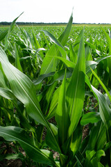 Closeup healthy green corn stalk leaves in farm agricultural field during summer