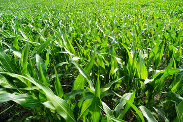 Fototapeta premium Closeup of green leafed corn stalks in farm field in summer