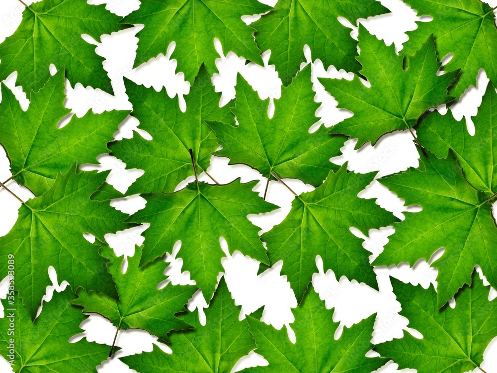 Wall mural Maple green leaves on white background. Greenery texture. Fallen maple leaf.