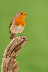 Beautiful small bird