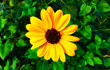 Bright yellow SUNFLOWER