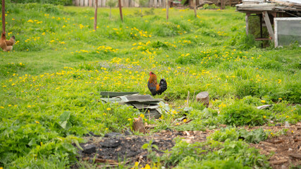 the rooster went for a walk in the village
