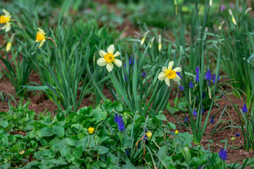 View of beautiful yellow narcissus flowers, growing in the garden. Spring blooming nature.