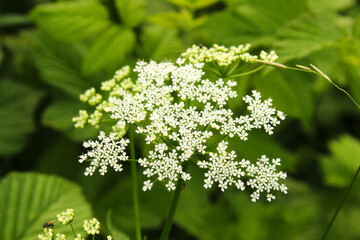 white flower on the green field