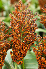 Sorghum plant flowering