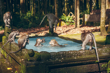 Monkey pool in Bukit Sari Temple, Sangeh Monkey Forest, Bali, Indonesia 