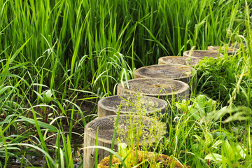 Decorative stumps in the grass 