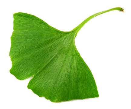 Ginkgo biloba leaves isolated on white background. top view