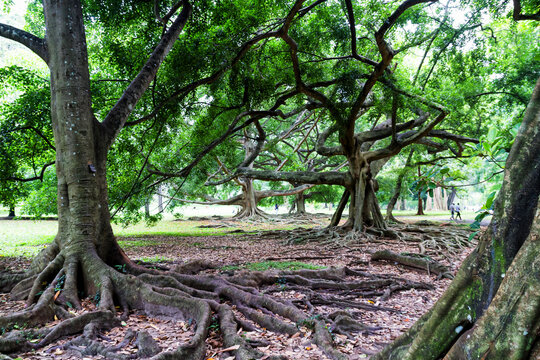 Botanical Garden of Peradeniya, Kandy,"Royal Botanical Gardens, asias most beautiful botanical Garden
