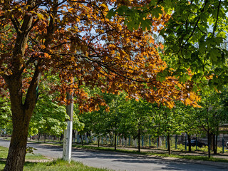 Naklejka premium Spring Foliage of Golden Maple Stands Out Against the General Green Background of One of Odessa Streets