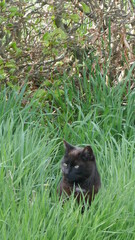 A black cat is sitting in the high green grass.