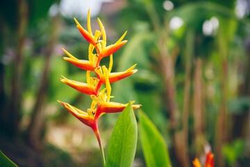Tropical flower of Heliconia psittacorum (Golden torch) in Asian garden. Natural landscape, leaves texture. Natural background.