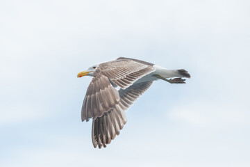 Seagull flying