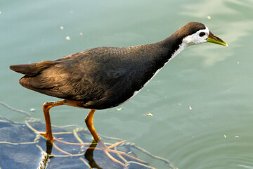 Bird in a pond, Kandy, Sri Lanka