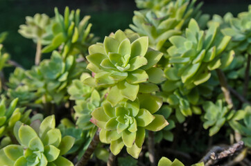 Close Up of a Green Cactus