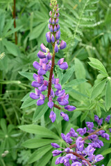 The field flower is purple lupin.Macro. Natural beauty.