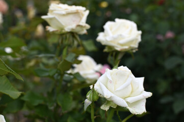 白い薔薇たち