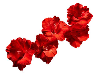 Gladiolus hybrids flowers, Red gladiolus blooming on branch isolated on white background, with clipping path  