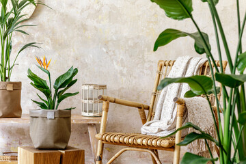 Neutral composition of living room interior with rattan armchair, wooden bench, a lot of tropical...