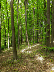 Green spring forest. A lot of green leaves.