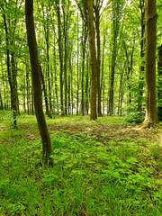 Fototapeta na wymiar Green spring forest. A lot of green leaves.