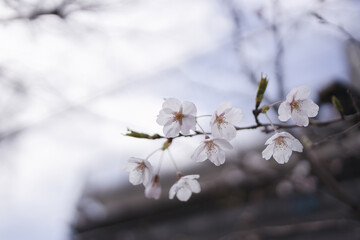 桜