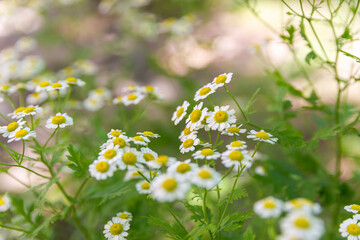 Chamomile flowers in the field, isolated by the depth of the field