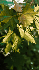 Nature in the sunset.