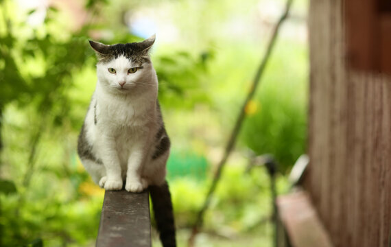 country funny cat outdoor closeup photo relaxing on wooden bench on green garden background