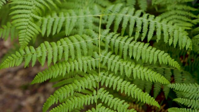green and dry ferns with zoom