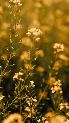 Yellow flowers in the setting sun.