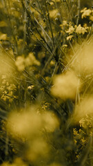 Yellow flowers in the setting sun.