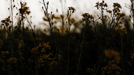 Yellow flowers in the setting sun.