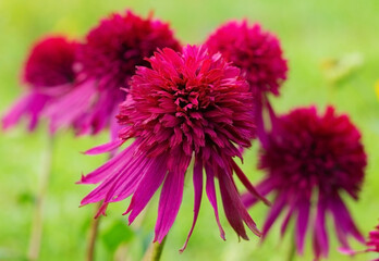 Nature floral background. Pink flowers of Echinacea close-up. Nature background. Blooming Echinacea. Herbal plants. Echinacea variety Cranberry Cupcake