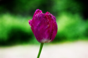 Pink Tulip on a green background close-up. Beautiful pink flower. Ugly tulip.