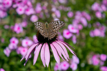 Pink flower of Echinacea close-up. Nature background. Butterfly on an Echinacea flower. Blooming Echinacea. Herbal plants.