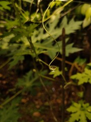 Nature's beauty trapped on a tendril