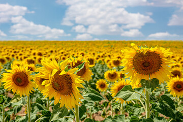 Fototapeta premium Planting sunflowers in the field