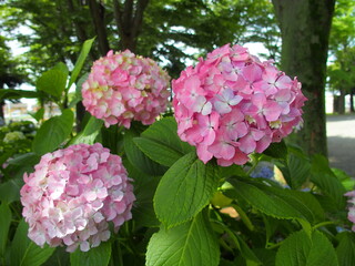 朝の公園に咲くピンクの紫陽花