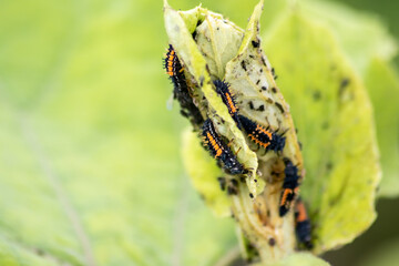 Spikey ladybug larvae hunting for louses on a green plant as useful animal and beneficial organism...
