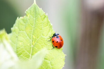 Cute little ladybug with red wings and black dotted hunting for plant louses as biological pest control for organic farming with natural enemies reduces agriculture pesticides and talisman of luck