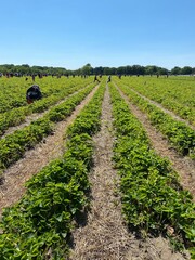 field of corn