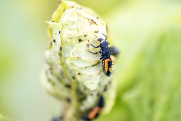 Spikey ladybug larvae hunting for louses on a green plant as useful animal and beneficial organism helps garden lovers protect the plants from pests like louses and bring luck and good fortune