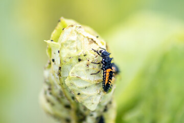 Spikey ladybug larvae hunting for louses on a green plant as useful animal and beneficial organism...