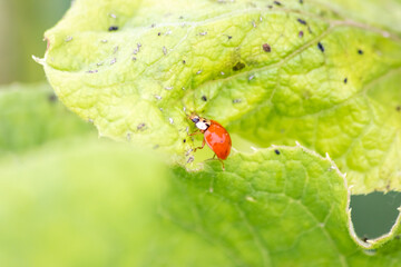 Cute little ladybug with red wings and black dotted hunting for plant louses as biological pest control for organic farming with natural enemies reduces agriculture pesticides and talisman of luck