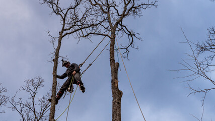 Worker with chainsaw  and helmet cutting down tree