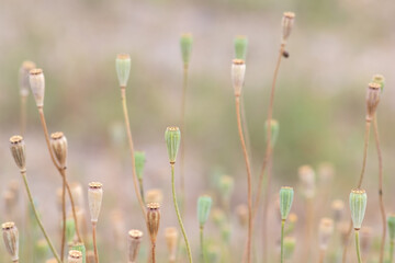 Tender poppy flower heads without petals show a romantic scenery and blurry background with a selective focus and a lot of copy space - a natural background with floral atmosphere in summer