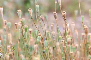 Tender poppy flower heads without petals show a romantic scenery and blurry background with a selective focus and a lot of copy space - a natural background with floral atmosphere in summer