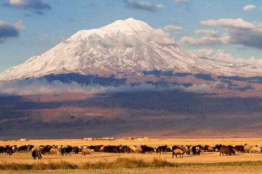 Mount Ararat and flock of sheep in the Eastern Turkey.