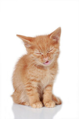 Orange kitten with eyes closed on white